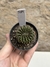 Gymnocalycium thornless cristata - comprar online