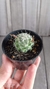 Mammillaria boolii - comprar online