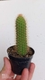 Cleistocactus samaipatanus 10cm alt - Rabo de gato boliviano - comprar online