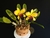 Curso Bolo Vaso de Orquídeas Cattleyas - Weslley Benvenuto
