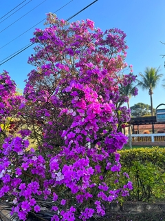 Fertilizante Adubo Forth Flores Floração Plantas Jardim 3 kg na internet