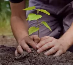 Fertilizante Adubo Forth Para Plantio Pote 400g Enraizamento na internet