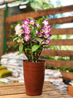 Adubo Fertilizante Forth Orquídeas Crescimento 30-10-10 400g - comprar online