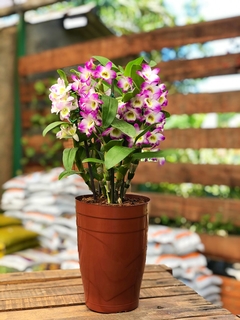 Adubo Fertilizante Forth Orquídeas Floração 09-45-15 400g na internet