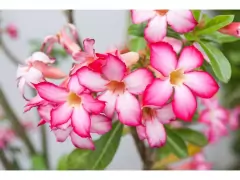 Adubo Fertilizante Forth Rosa Do Deserto 400g Floração Flor - comprar online