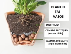 Argila Expandida para Vasos Jardins e Decoração 1 Kilo - comprar online
