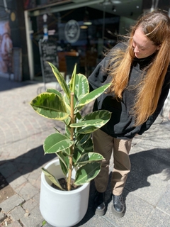 ficus elástica variegada