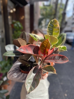 FICUS ELÁSTICA BABY - tienda online