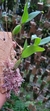 Coelogyne frimbiata (Lindleyana) - comprar online