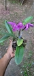 Cattleya maxima X Cattleya walkeriana - Orquidário Aparecida