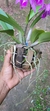 Cattleya maxima X Cattleya walkeriana - loja online