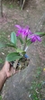 Cattleya maxima X Cattleya walkeriana - Orquidário Aparecida