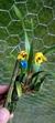 Maxillaria variabilis Lacre 15926 - loja online