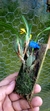 Maxillaria variabilis Lacre 15926 - comprar online