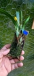 Imagem do Maxillaria variabilis Lacre 15926