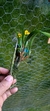 Maxillaria variabilis Lacre 15926 na internet