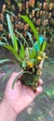 Maxillaria variabilis (Touceira única) - comprar online