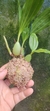 Pholidota chinensis "Plantada na Kokedama" - comprar online