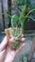 Maxillaria schunkeana no leke de madeira na internet