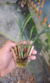 Maxillaria schunkeana no leke de madeira - Orquidário Aparecida