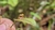 Acianthera saundersiana