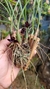Maxillaria schunkeana na ripinha