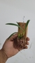 Maxillaria schunkeana na ripinha - comprar online