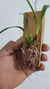 Maxillaria schunkeana na ripinha na internet