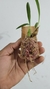 Maxillaria schunkeana na ripinha - loja online