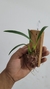 Imagem do Maxillaria schunkeana na ripinha