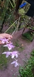 Dendrobium aphyllum X Dendrobium anosmum Lacre 15955 - comprar online