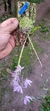 Dendrobium aphyllum X Dendrobium anosmum Lacre 15955 na internet