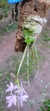 Imagem do Dendrobium aphyllum X Dendrobium anosmum Lacre 15955