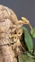 Acianthera recurva variedade microphylla