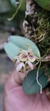 Acianthera recurva bicolor variedade gigante