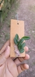 Acianthera recurva bicolor - comprar online