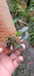 Specklinia grobyi - Orquidário Aparecida
