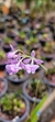 Epidendrum campestre