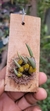 Bulbophyllum rupicola - comprar online