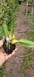 Bulbophyllum wedelii - comprar online
