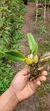 Bulbophyllum wedelii - Orquidário Aparecida