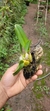 Bulbophyllum wedelii - loja online