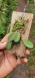 Acianthera recurva bicolor variedade gigante - comprar online