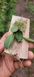 Acianthera recurva bicolor variedade gigante na internet