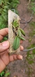 Acianthera recurva bicolor variedade gigante - Orquidário Aparecida