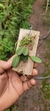 Acianthera recurva bicolor variedade gigante - loja online