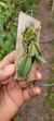 Imagem do Acianthera recurva bicolor variedade gigante