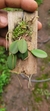 Acianthera recurva bicolor variedade gigante - comprar online