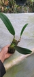 Bulbophyllum eberhardtii - Orquidário Aparecida
