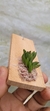 Acianthera leptotifolia - comprar online